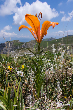 On our photography holiday in the Dolomites you see spectacular flower displays